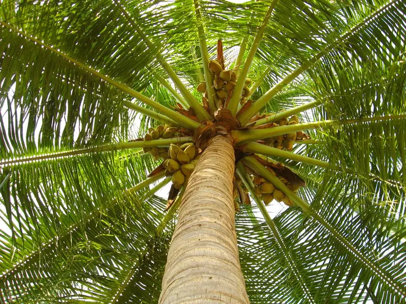 TUTORIAL: Cum se planteaza un cocotier? (VIDEO)