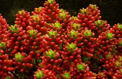 Sedum Rubrotinctum: A Plant That Changes Color Based on Light Intensity