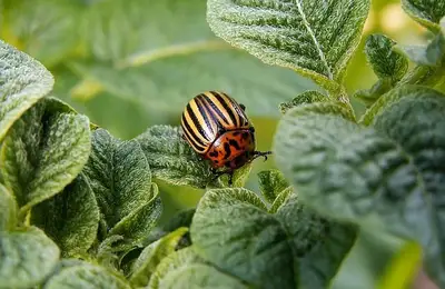 Protecting Your Garden from Pests