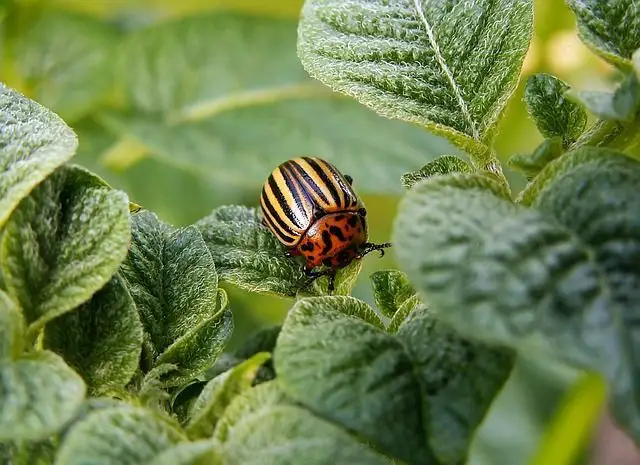 Protecting Your Garden from Pests