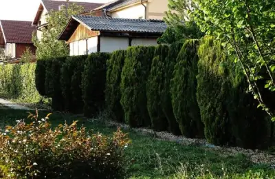 Top 10 Types of Hedges