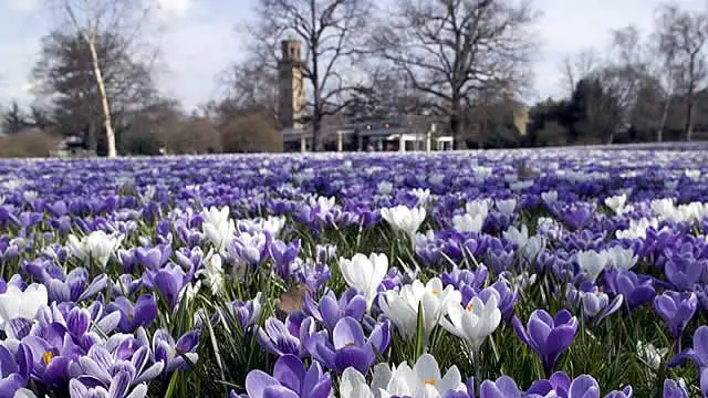 Cele mai frumoase gradini din Londra