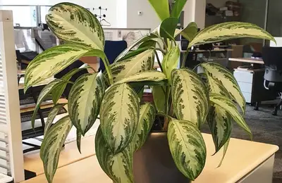 Grădinăritul fără grădină. Plante de birou