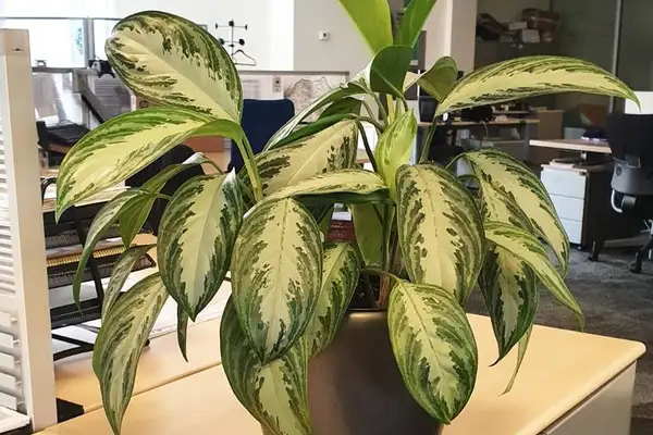 Grădinăritul fără grădină. Plante de birou