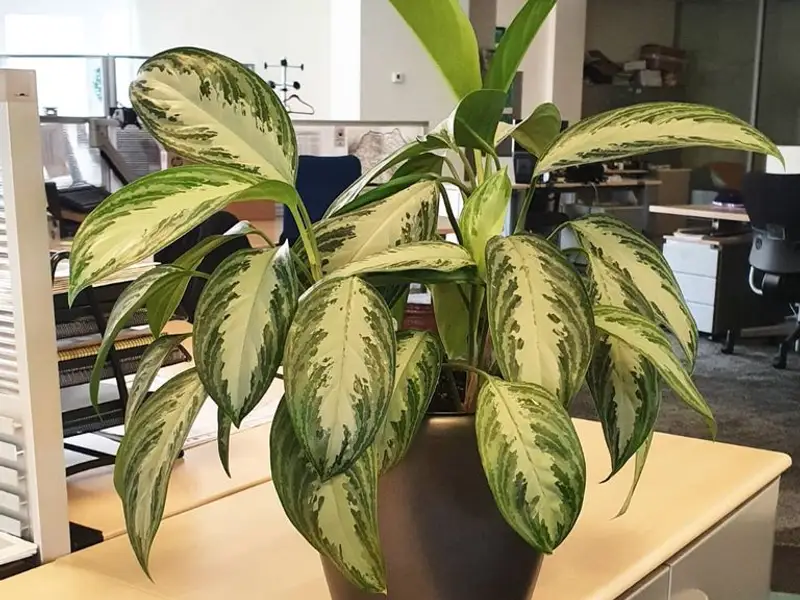 Grădinăritul fără grădină. Plante de birou