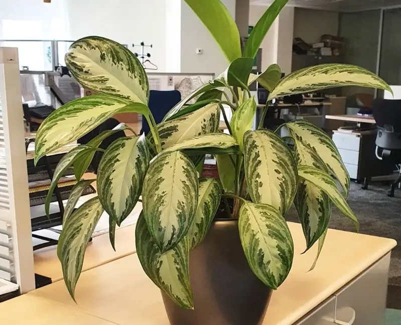 Grădinăritul fără grădină. Plante de birou