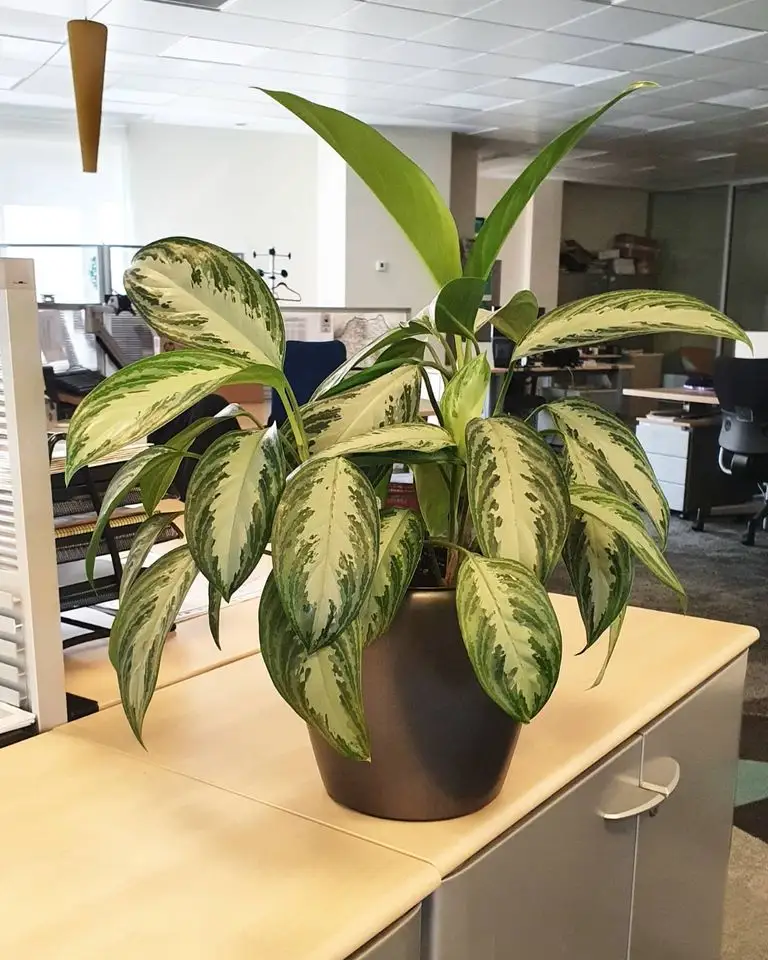 Grădinăritul fără grădină. Plante de birou