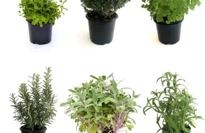 Growing Aromatic Plants at Home and Using Them in the Kitchen