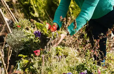 Creating a Wildflower Garden to Attract Pollinators: Ecological Benefits and Recommended Species
