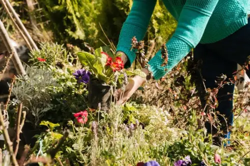 Cum să-ți creezi o grădină de flori sălbatice pentru atragerea polenizatorilor – Beneficii ecologice și specii recomandate