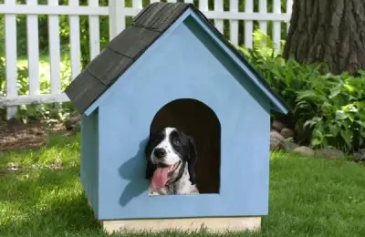 10 Houses for Your Dog