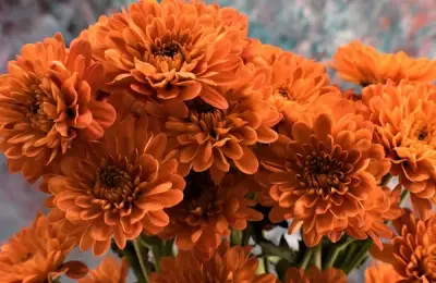 Five Houseplants That Purify the Air