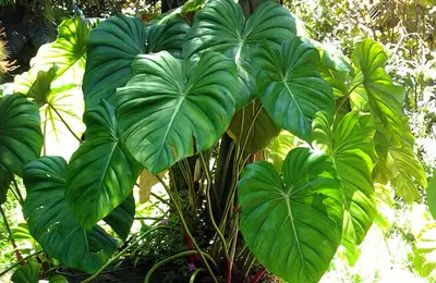 Philodendron: A Durable Plant for Your Home