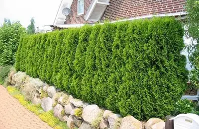 Caring for a Hedge