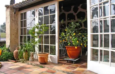How to Grow a Lemon Tree from Seed in 6 Steps