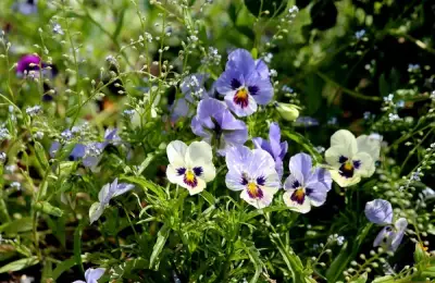 The Most Resilient Garden Flowers: How to Choose Them