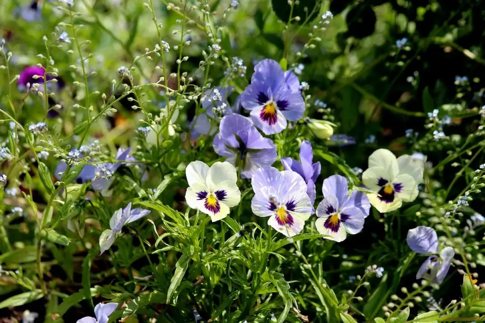 Cele mai rezistente flori de grădină. Cum le alegi