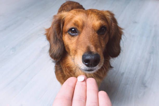 Internal Parasite Control in Dogs and Cats: An Essential Guide for New Owners