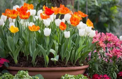 Planting Tulip Bulbs: Helpful Tips