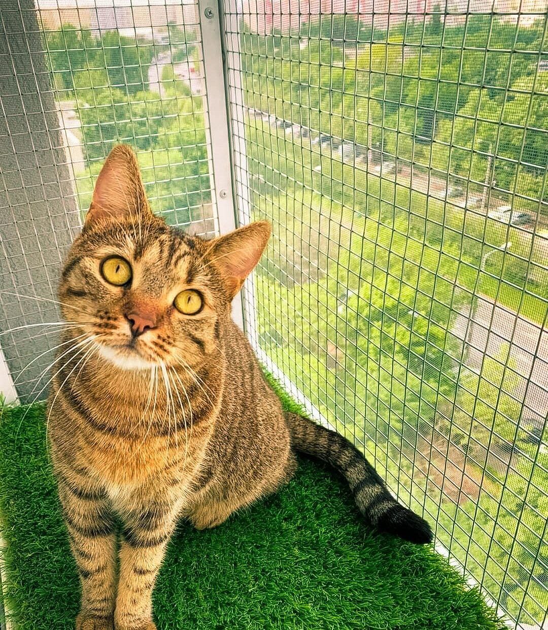 Adaptarea balconului pentru siguranța animalelor de companie