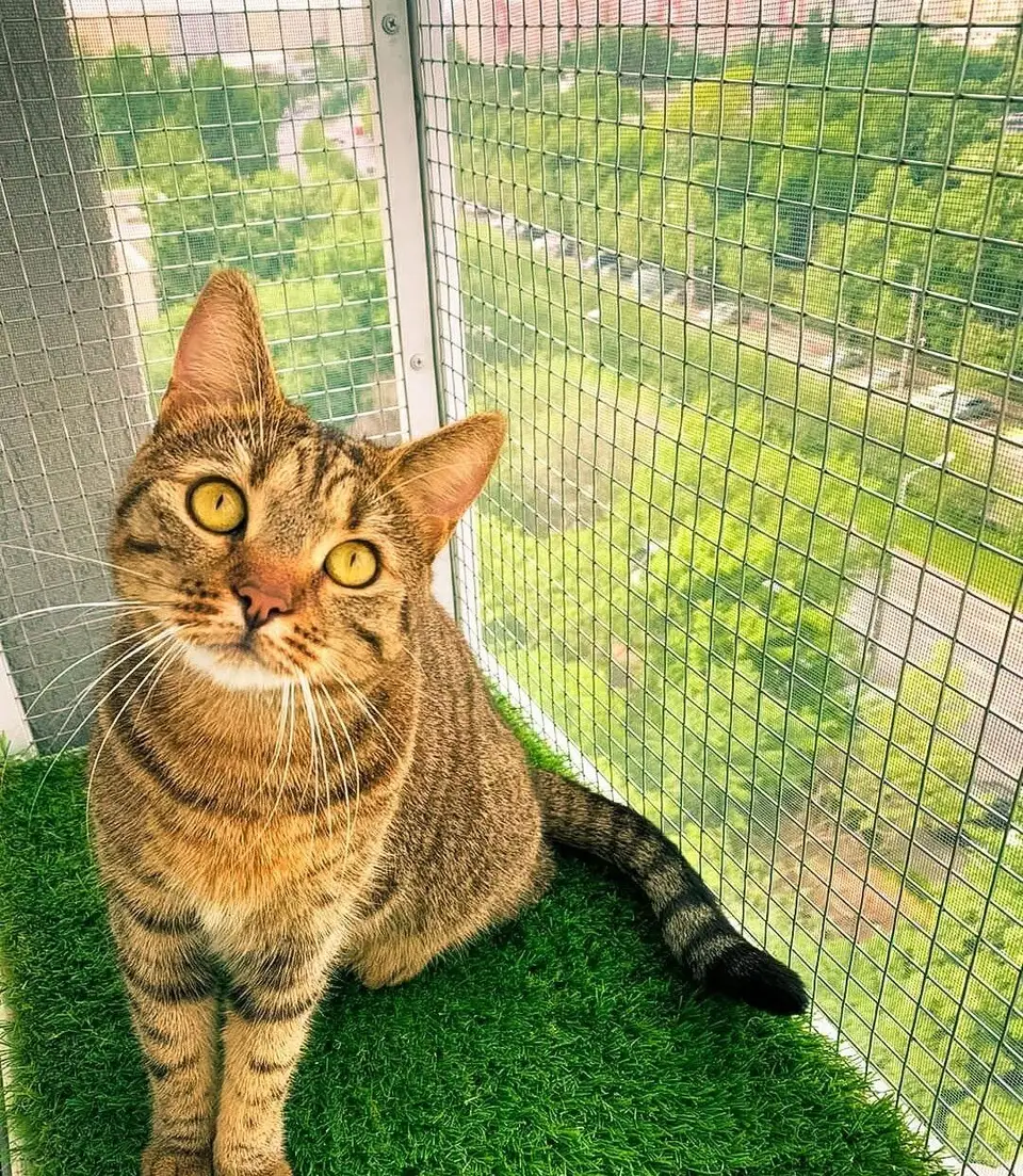 Adaptarea balconului pentru siguranța animalelor de companie