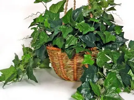 Evergreen Plants: Ivy