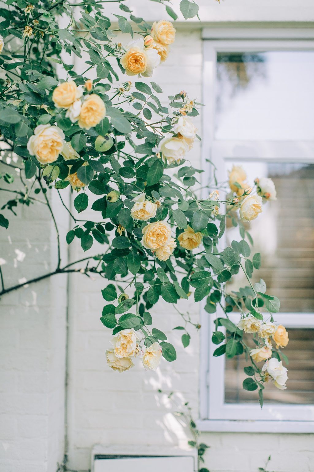 Caprifoil and Climbing Rose: Two Plant Varieties with a Divine Scent