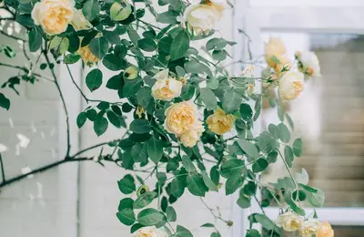 Caprifoil and Climbing Rose: Two Plant Varieties with a Divine Scent