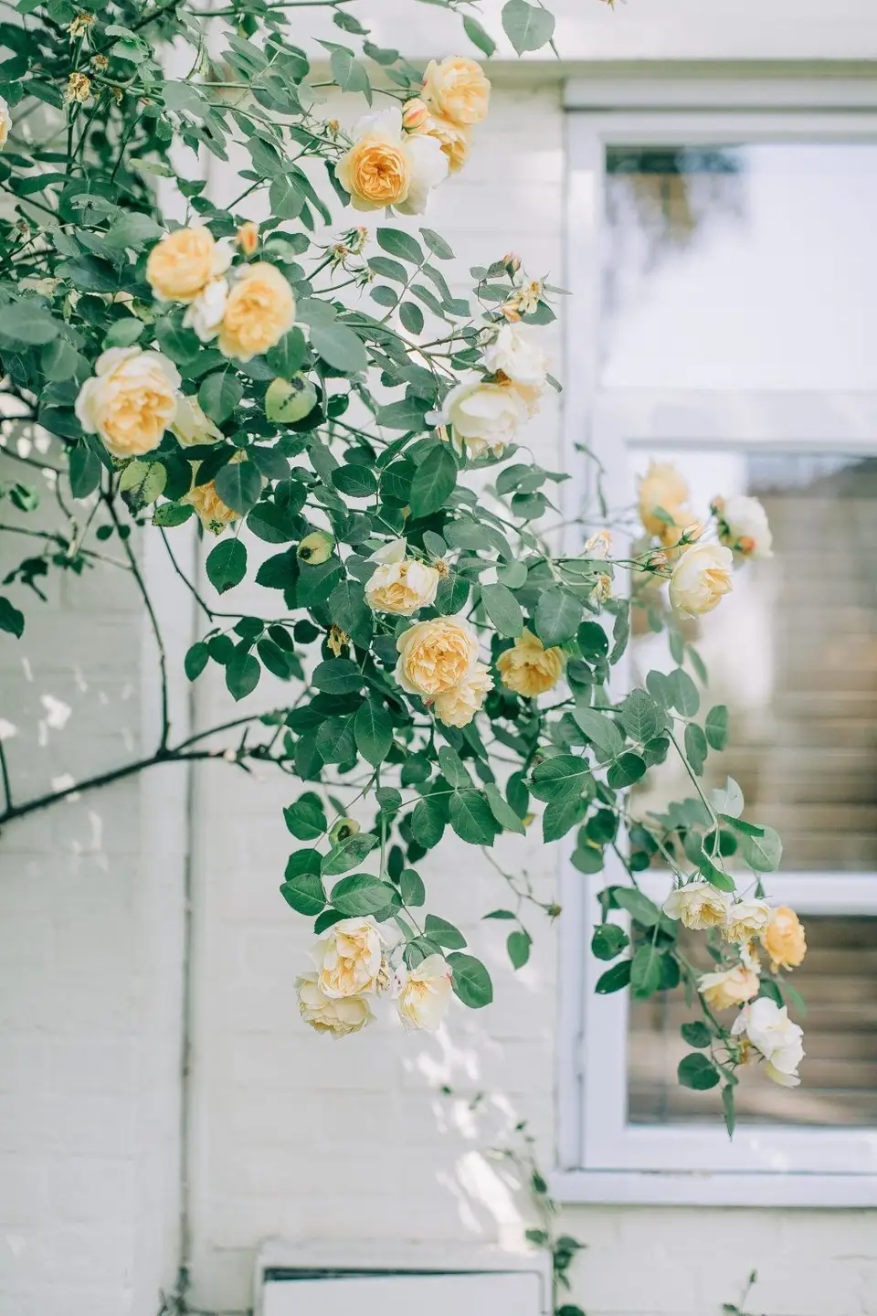 Caprifoil and Climbing Rose: Two Plant Varieties with a Divine Scent