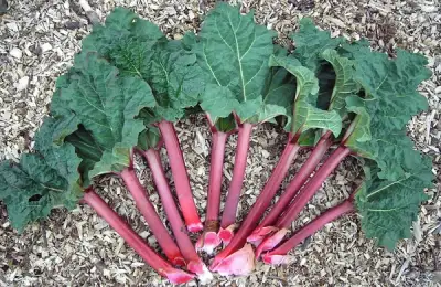 How to Plant Rhubarb? (VIDEO)