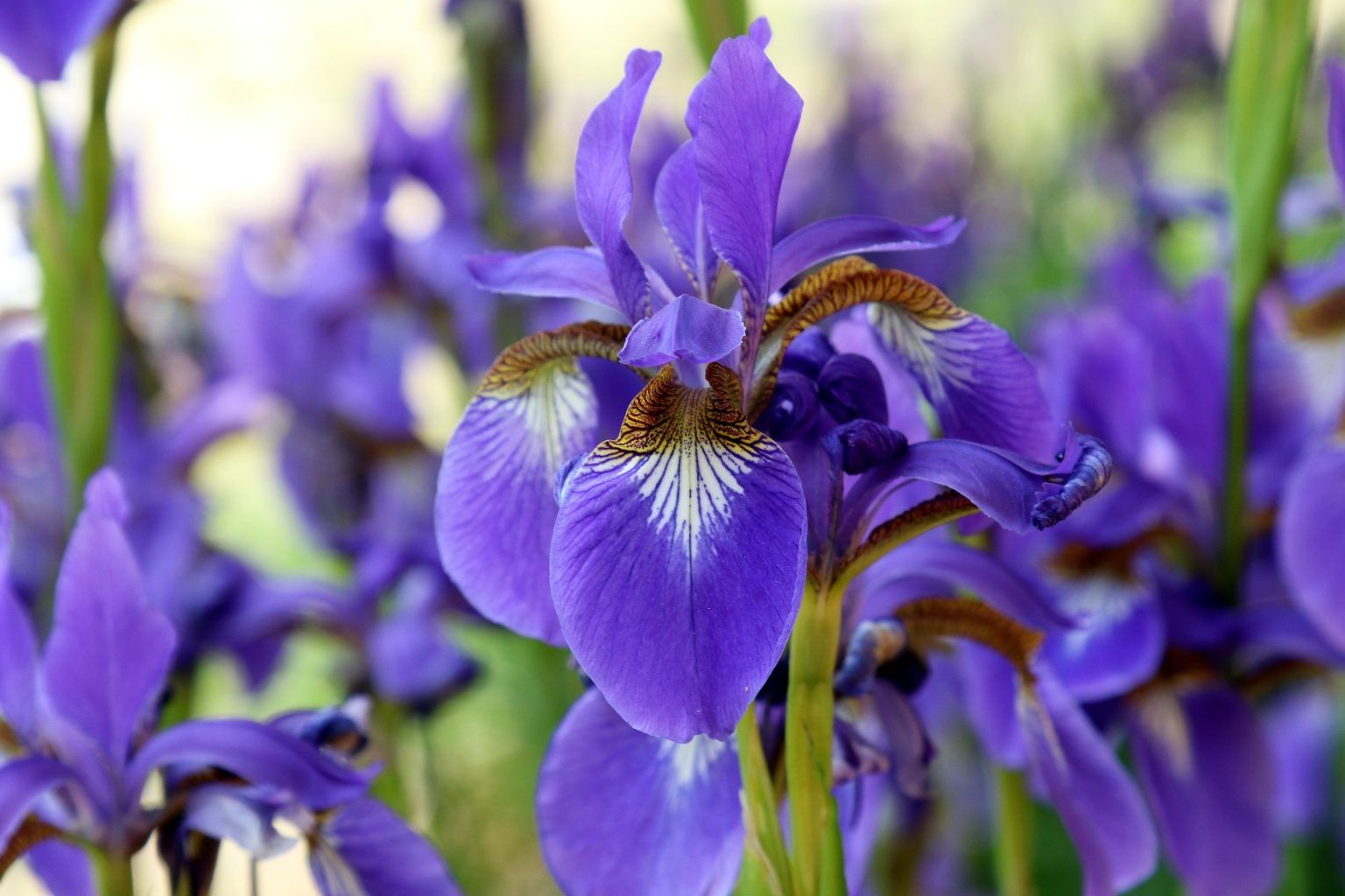 Irisul – o planta fermecatoare cu o culoare plina de viata