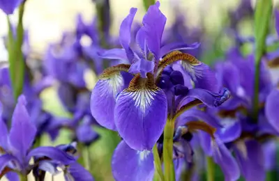 The Iris: A Captivating Plant with a Vibrant Color