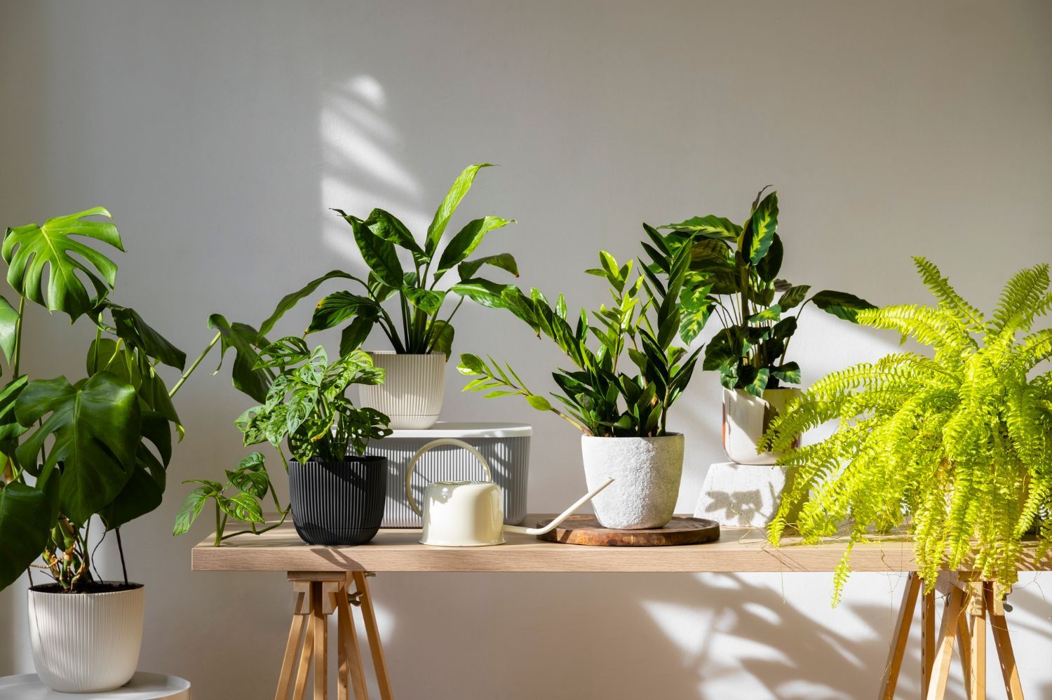 Integrarea plantelor de interior în designul locuinței
