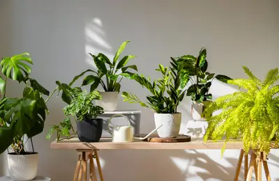 Integrating Indoor Plants into Home Design