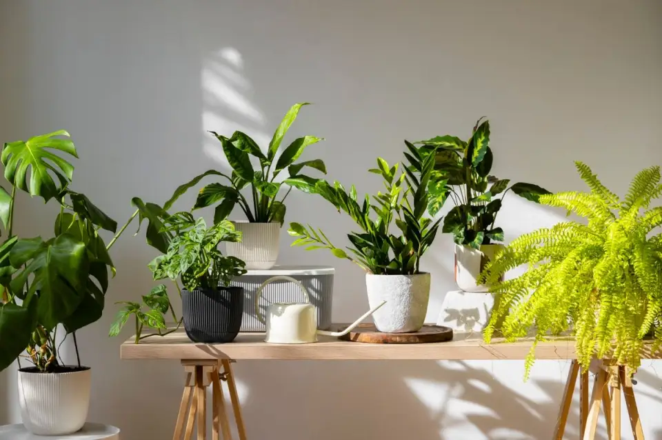 Integrarea plantelor de interior în designul locuinței