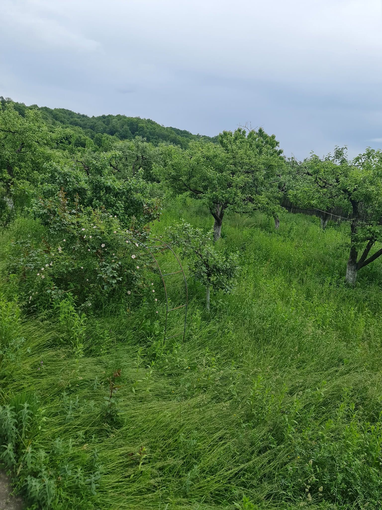 Arhitectura Umbrei: De ce udatul trotuarului este o capcană și cum să-ți răcorești curtea