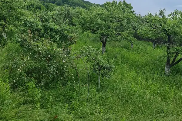 Arhitectura Umbrei: De ce udatul trotuarului este o capcană și cum să-ți răcorești curtea