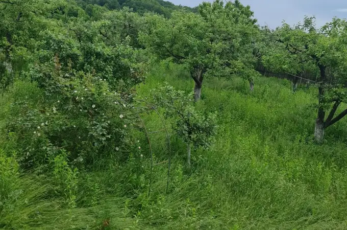 De ce udatul curții pe caniculă este o capcană: Greșeala care transformă grădina într-o saună