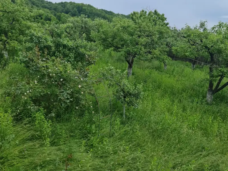 Greșeala care îți distruge grădina pe caniculă.