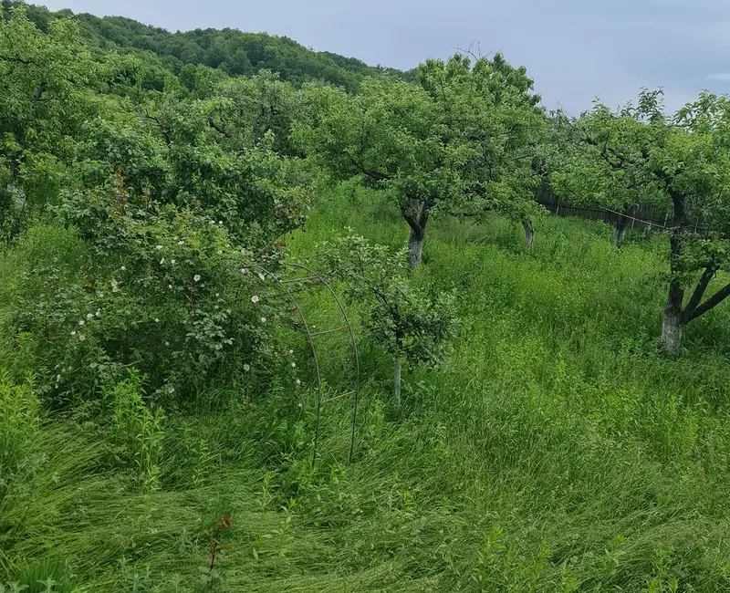Arhitectura Umbrei: De ce udatul trotuarului este o capcană și cum să-ți răcorești curtea