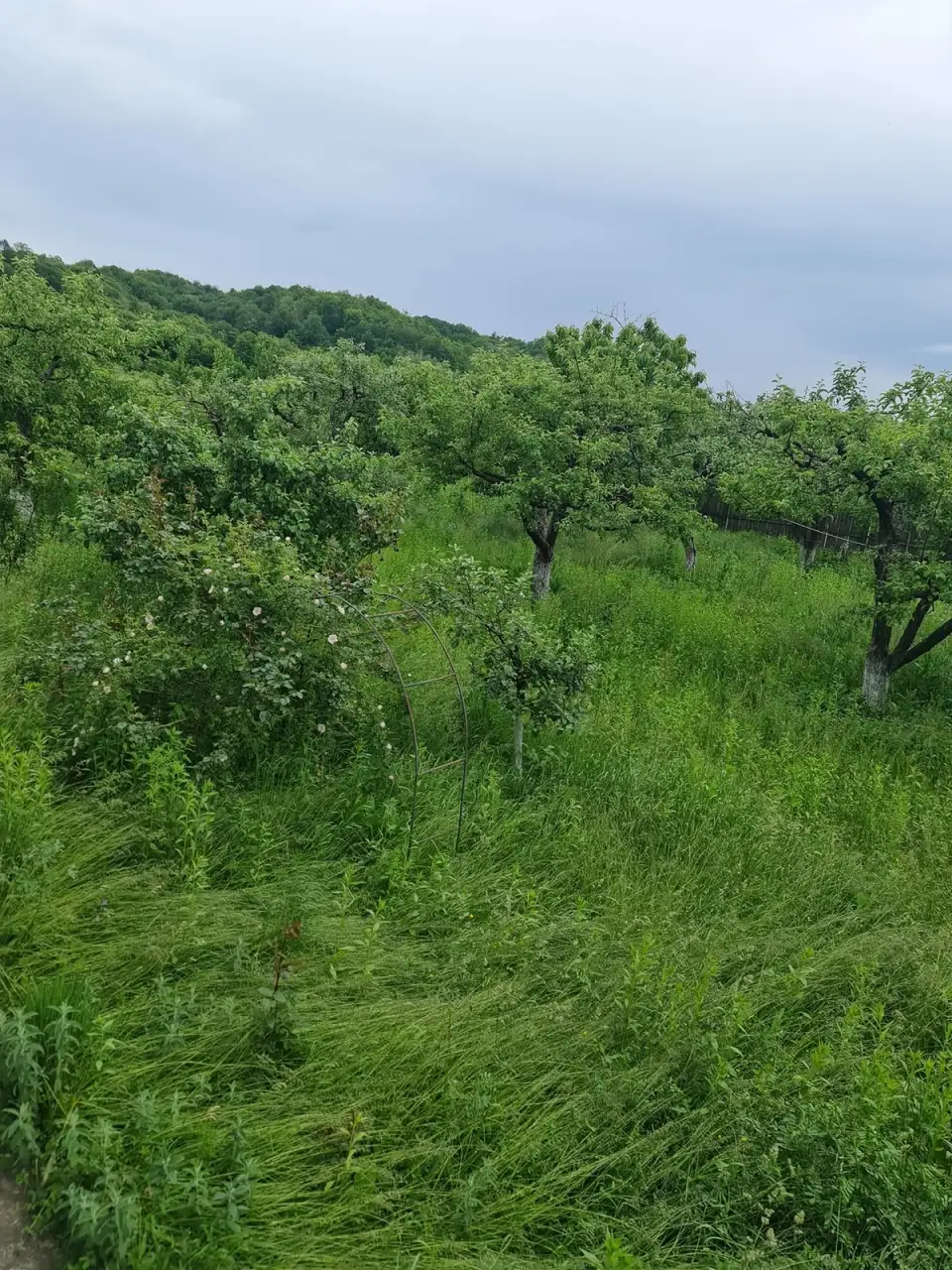 Arhitectura Umbrei: De ce udatul trotuarului este o capcană și cum să-ți răcorești curtea