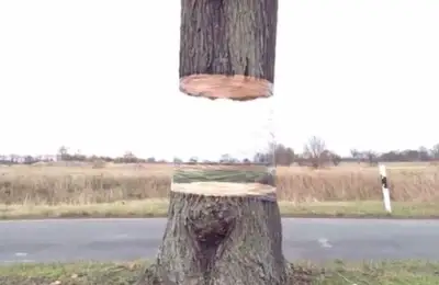 Fruit Trees: An Extremely Surprising Idea for Your Garden! (VIDEO)