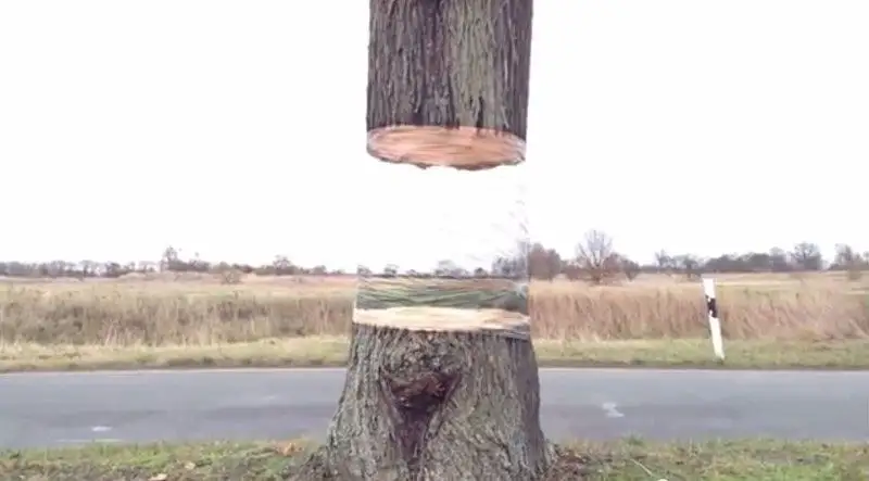 Fruit Trees: An Extremely Surprising Idea for Your Garden! (VIDEO)