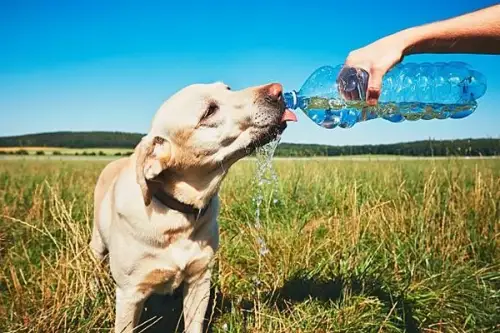 Cum să vă protejați animalul de companie în timpul caniculei