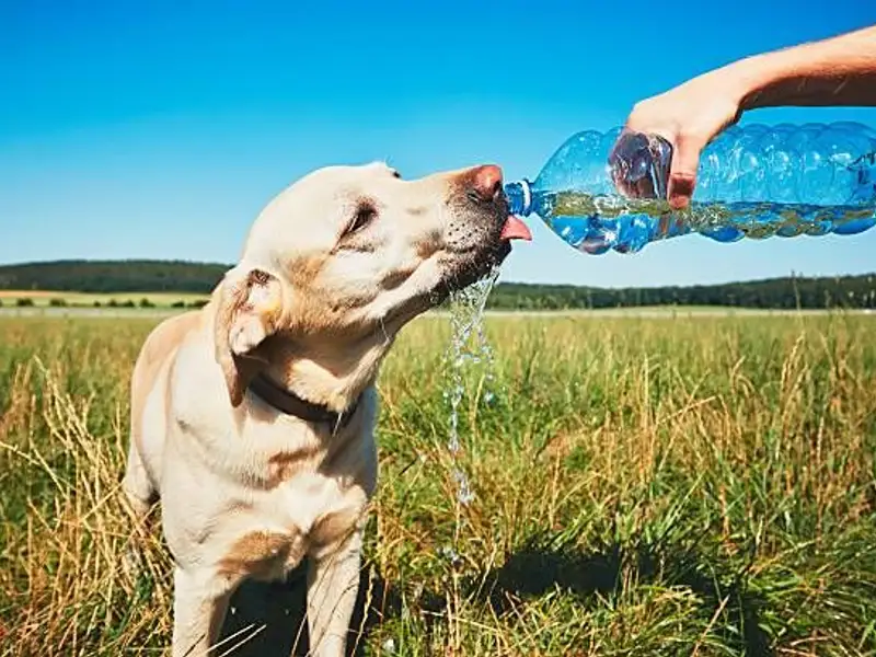 Cum să vă protejați animalul de companie în timpul caniculei