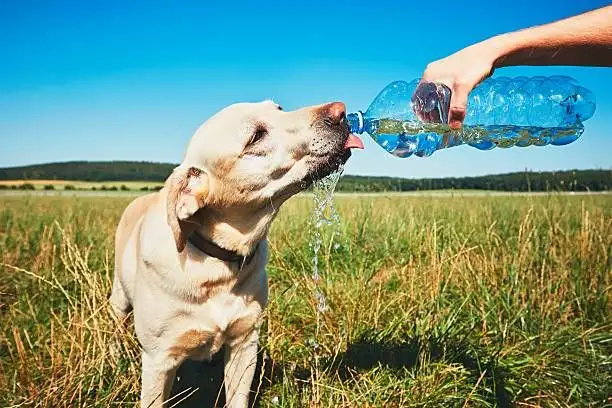 Cum să vă protejați animalul de companie în timpul caniculei