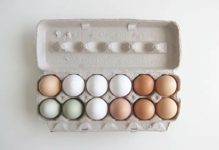 DIY Seed Starting Pots from Eggshells