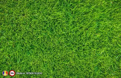 The Complete Guide to Warm Season Lawn Care