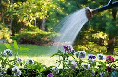 Proper Watering Techniques for Your Garden