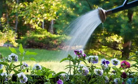 Proper Watering Techniques for Your Garden